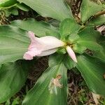 Costus lucanusianus Цвят