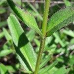 Prunella hyssopifolia Kabuk