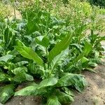 Nicotiana tabacum Habitus