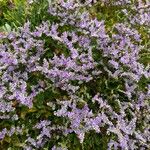 Limonium vulgare Flower