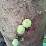 Ficus aspera Fruit