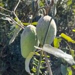 Araujia sericifera Frukt