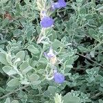 Salvia chamaedryoides Цвят