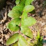 Lagerstroemia indicaFolla