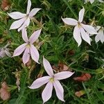 Isotoma axillarisFlower