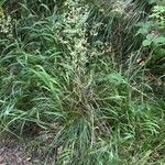 Deschampsia cespitosa Hábito