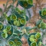 Euphorbia paralias Blüte