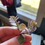 Callisia repens Leaf
