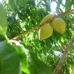 Prunus persica Плод