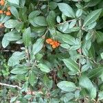 Pyracantha crenulata Plod