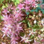 Hylotelephium spectabile 花