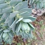 Euphorbia myrsinites Ліст