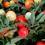 Solanum pseudocapsicum Fruit