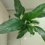 Spathiphyllum wallisii ᱥᱟᱠᱟᱢ