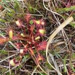 Drosera anglica Folio