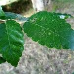 Zelkova carpinifolia برگ