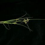 Cyperus flavidus 整株植物