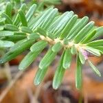 Abies nebrodensis 其他