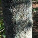 Garcinia livingstonei Bark