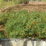 Capsicum annuum 果実