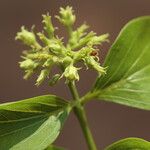 Strychnos spinosa Blüte