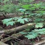Oplopanax horridus Hoja