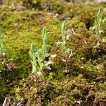 Lysimachia linum-stellatum Buveinė