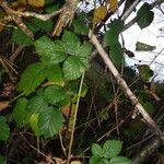 Rubus imbricatus Φύλλο