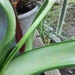 Haemanthus albiflos Lorea