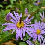 Aster amellus 花