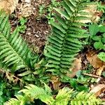 Polystichum aculeatum Vekstform