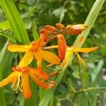 Crocosmia aureaBlüte