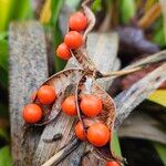 Iris foetidissima Vrucht