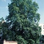 Platanus x hispanica Хабит