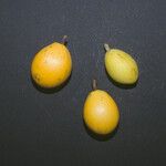 Pradosia ptychandra Fruit