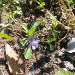 Viola bicolor फूल