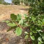 Quercus canariensis Blatt