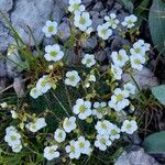 Saxifraga caesia Fula