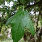 Acer monspessulanum Leaf