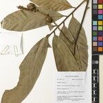 Lithocarpus kunstleri Diğer