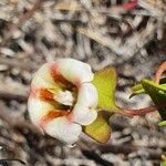 Trichodesma marsabiticum Flower