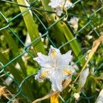 Iris japonica Цвят