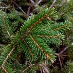 Picea orientalis Liść