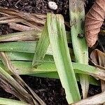 Polianthes tuberosa Feuille