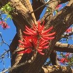 Erythrina speciosa Inny