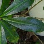 Thevetia ahouai Leaf