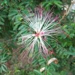 Calliandra eriophylla Virág
