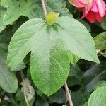 Passiflora manicata Frunză