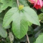 Passiflora manicata Leaf