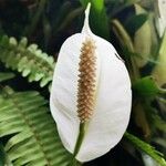 Spathiphyllum wallisii Flower